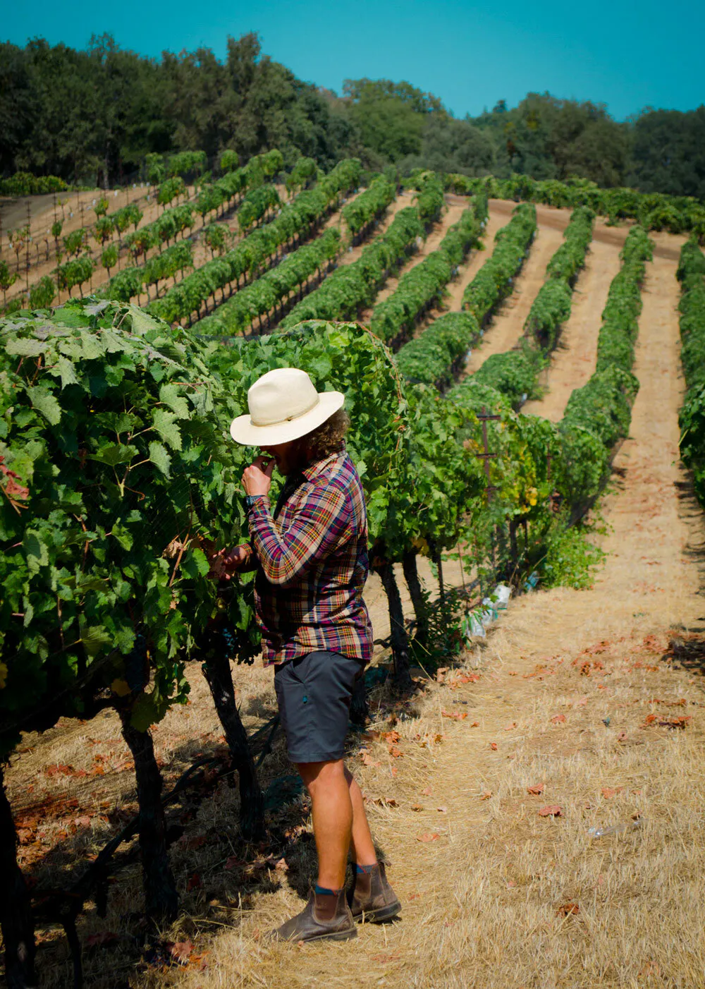 Bertus Vineyard