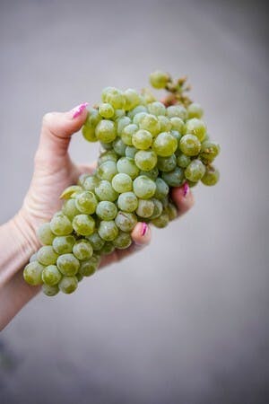 Vermentino 10