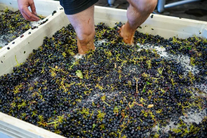 Barbera